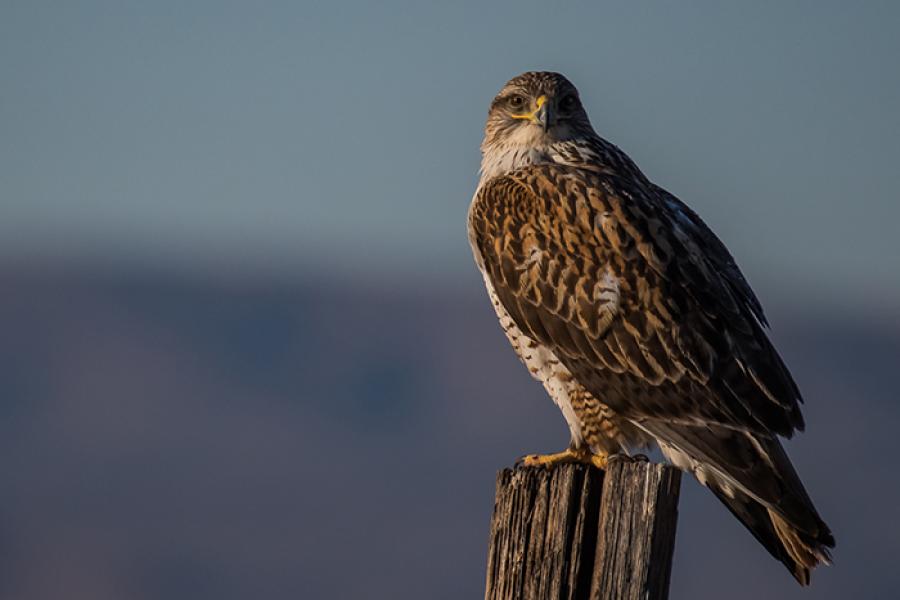 Ferruginous Hawk perched