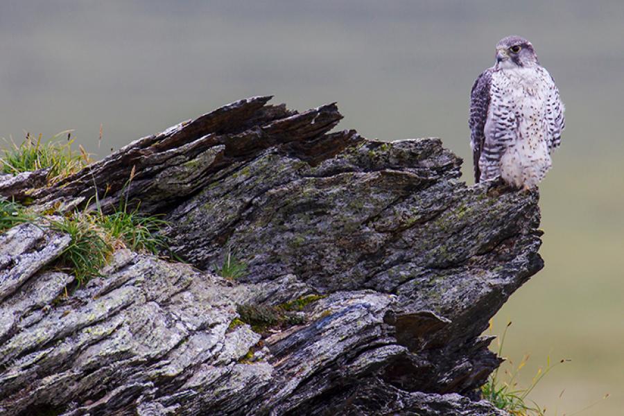Gyrfalcon perched