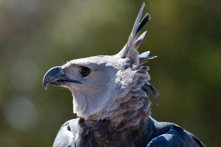 Harpy Eagle portrait