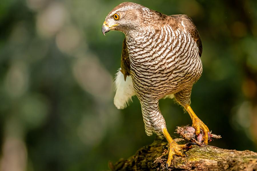 Northern Goshawk with prey