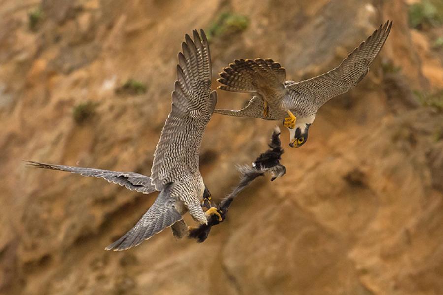 Peregrine Falcon juveniles playing