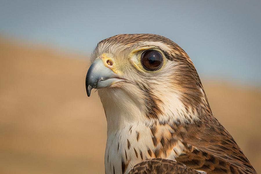 Prairie Falcon portrait
