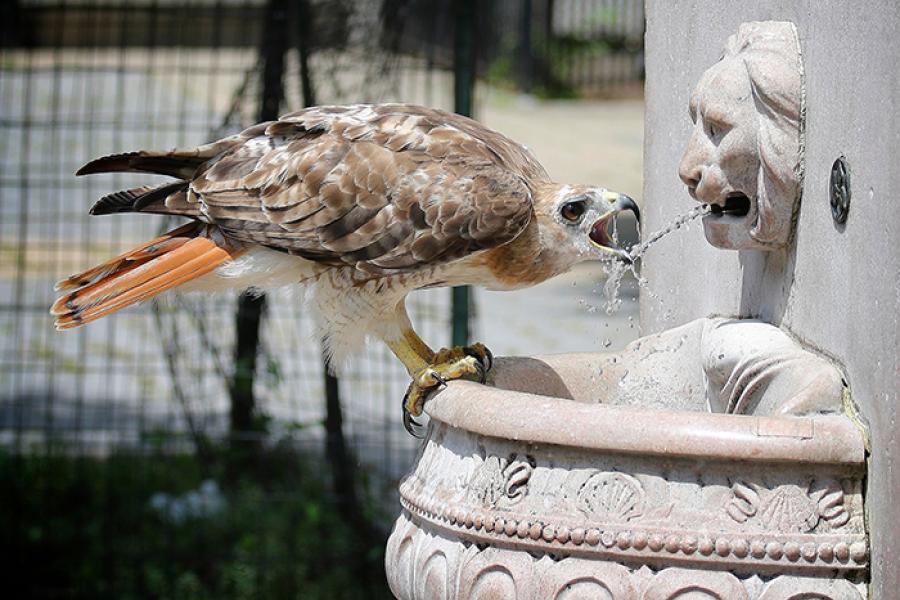 Red-tailed hawk drinking