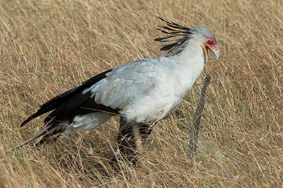 Secretarybird killing snake