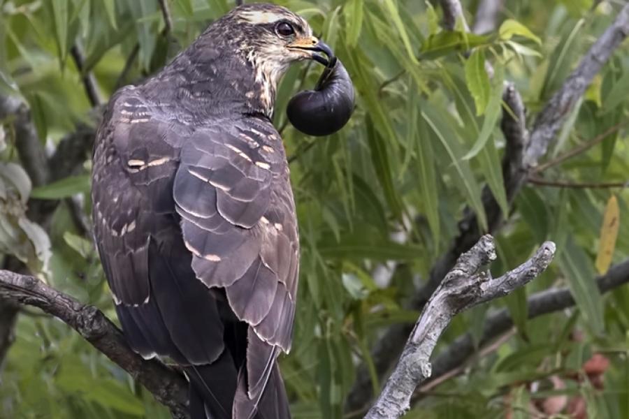 Female Snail Kite perched with snail in its beak