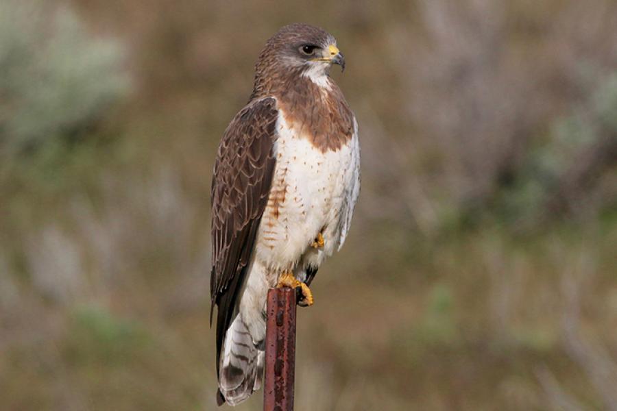 Swainsons Hawk perched