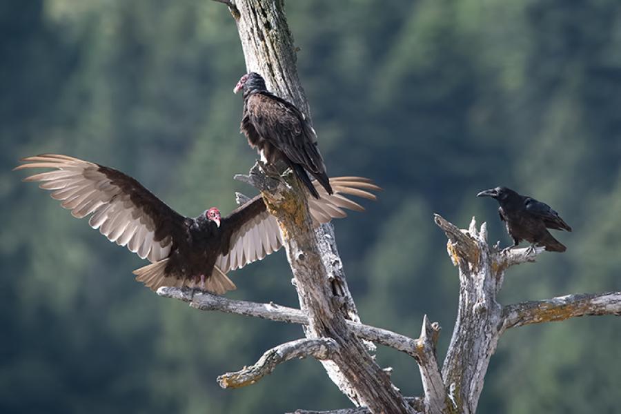 Turkey Vultures in tree