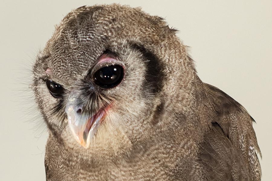 Verreaux's Eagle-owl Ollie portrait