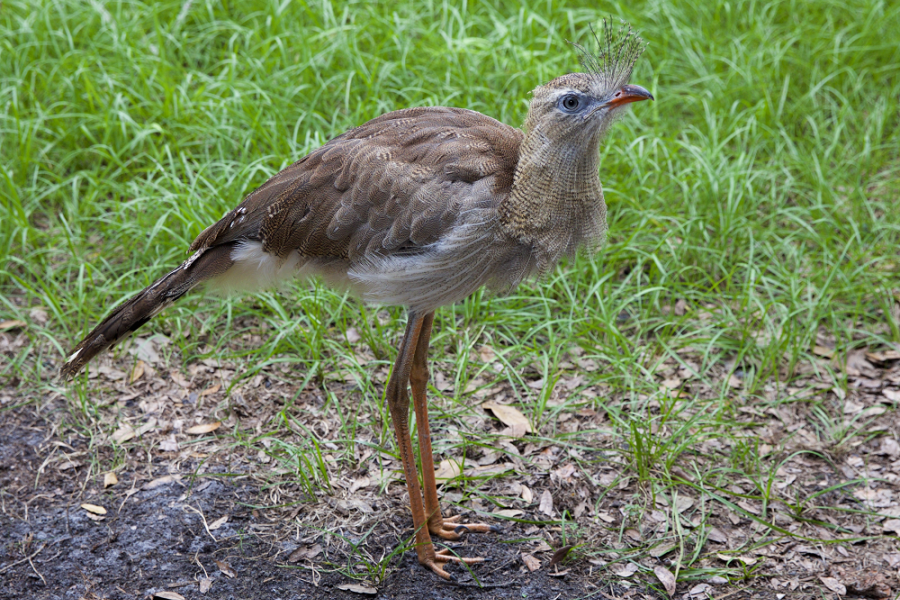 A Red-legged Seriema stands in grass