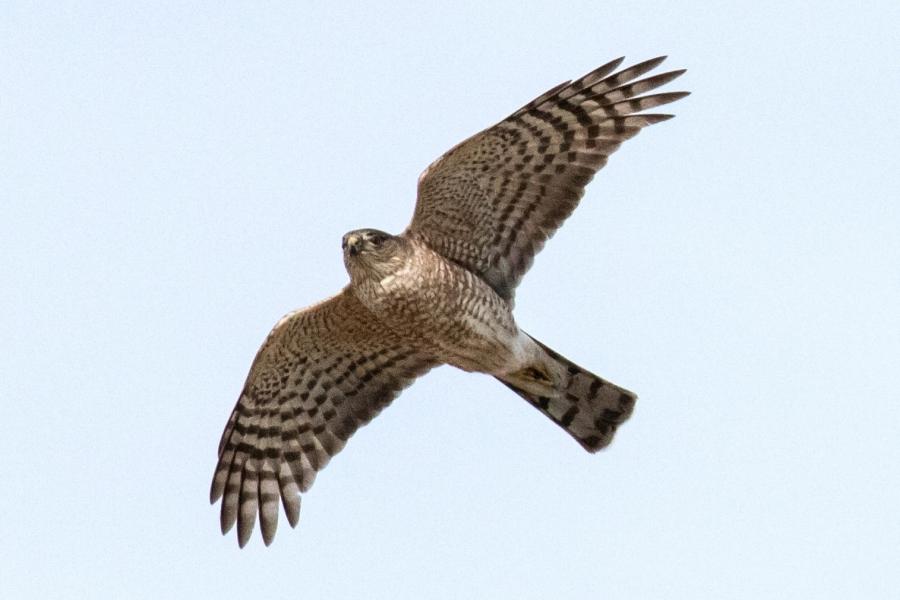 A Sharp-shinned Hawk flies overhead with its characteristic striped tail.