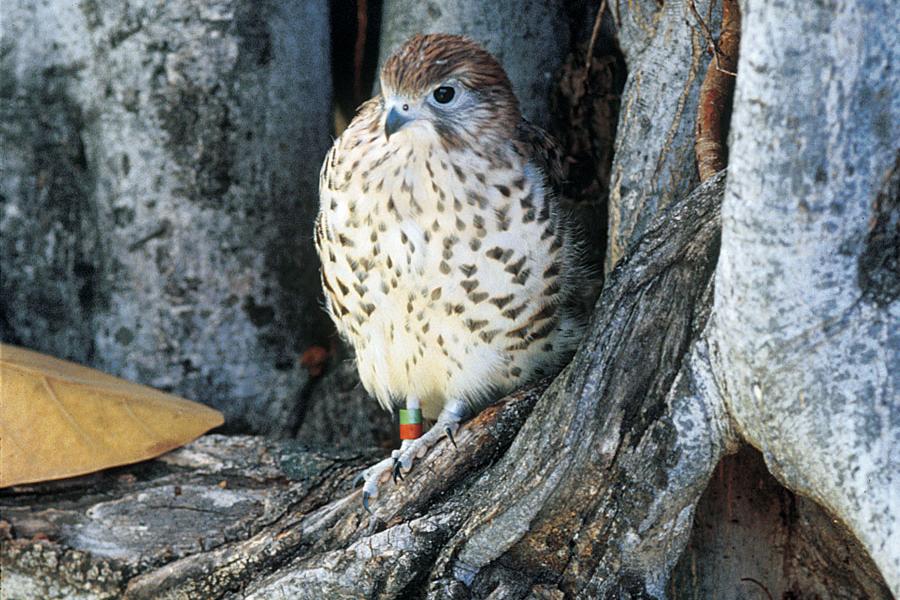 A Mauritius Kestrel.