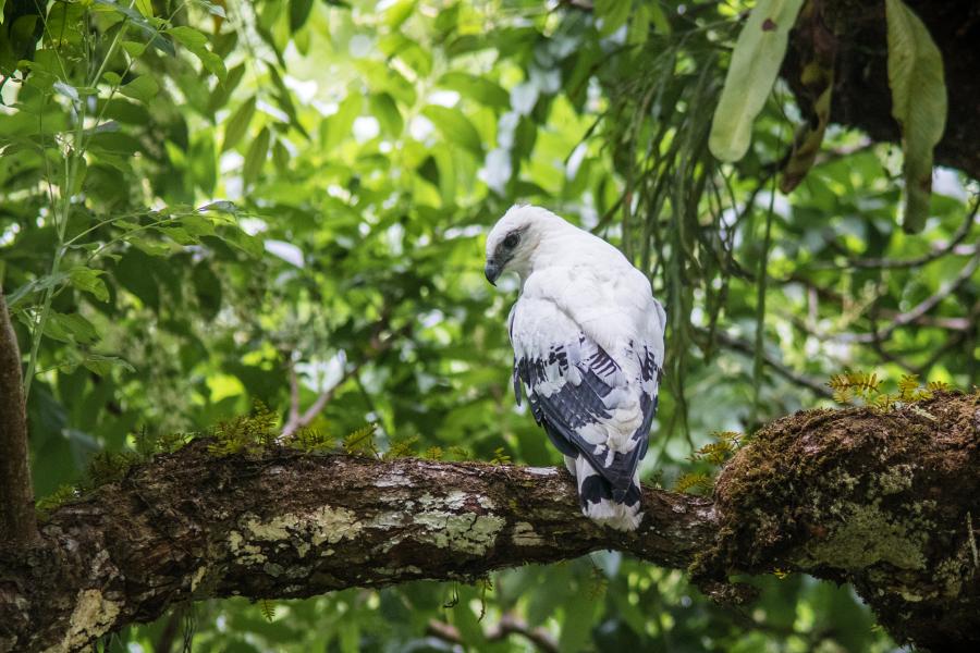 White Hawk