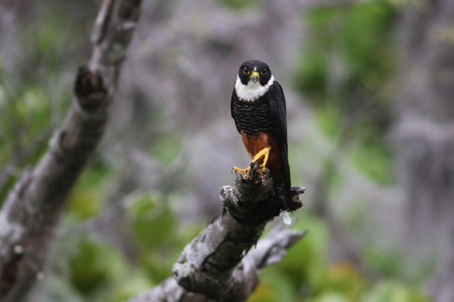 Bat Falcon by Angel Muela