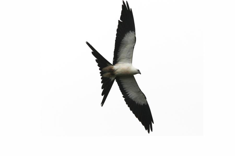 Swallow-tailed Kite