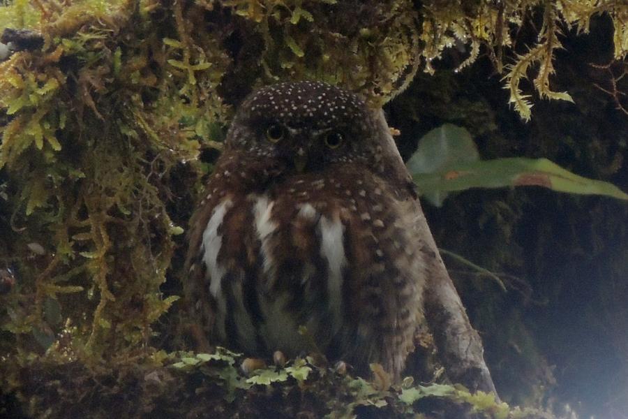 Costa Rican Pygmy Owl
