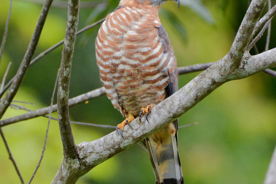 Hook-billed Kite
