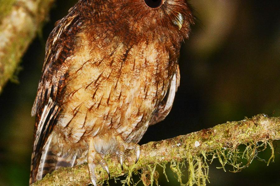 Rufescent Screech-Owl