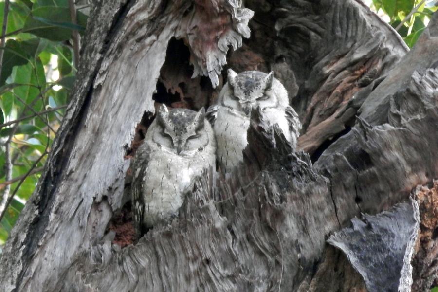 Two perched Collared Scops Owl in India