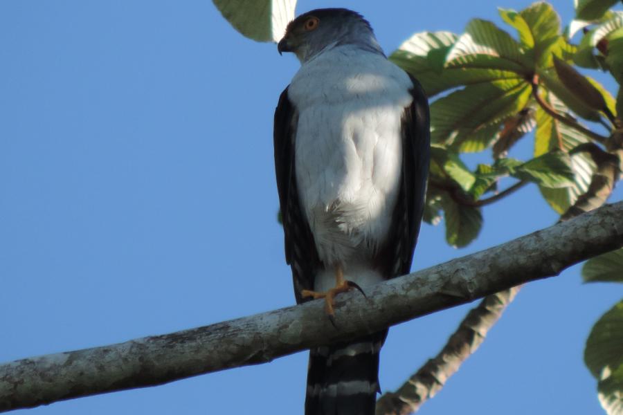 Bicolored Hawk