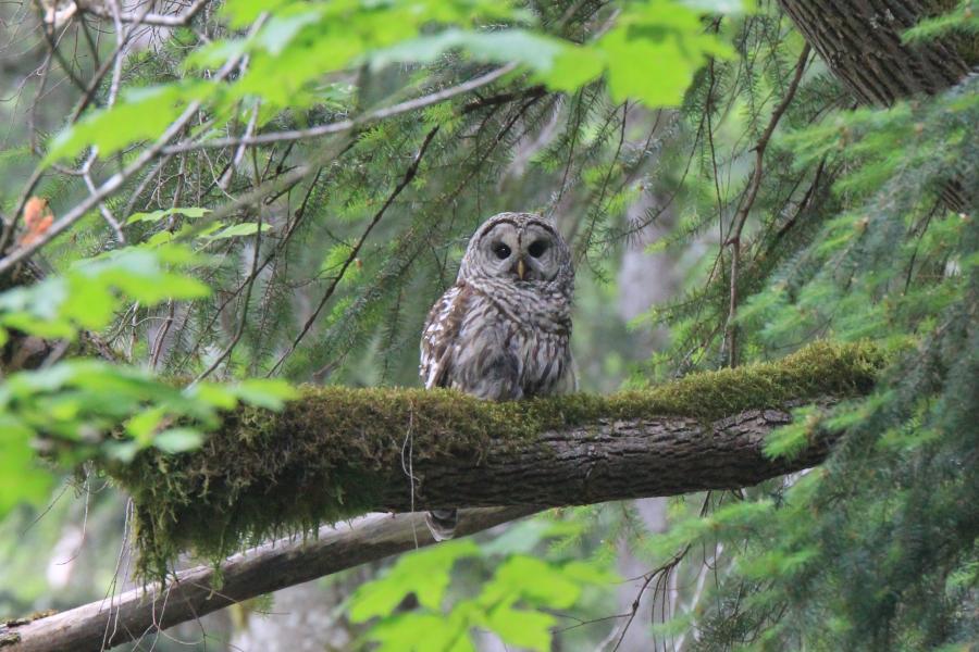 Barred Owl