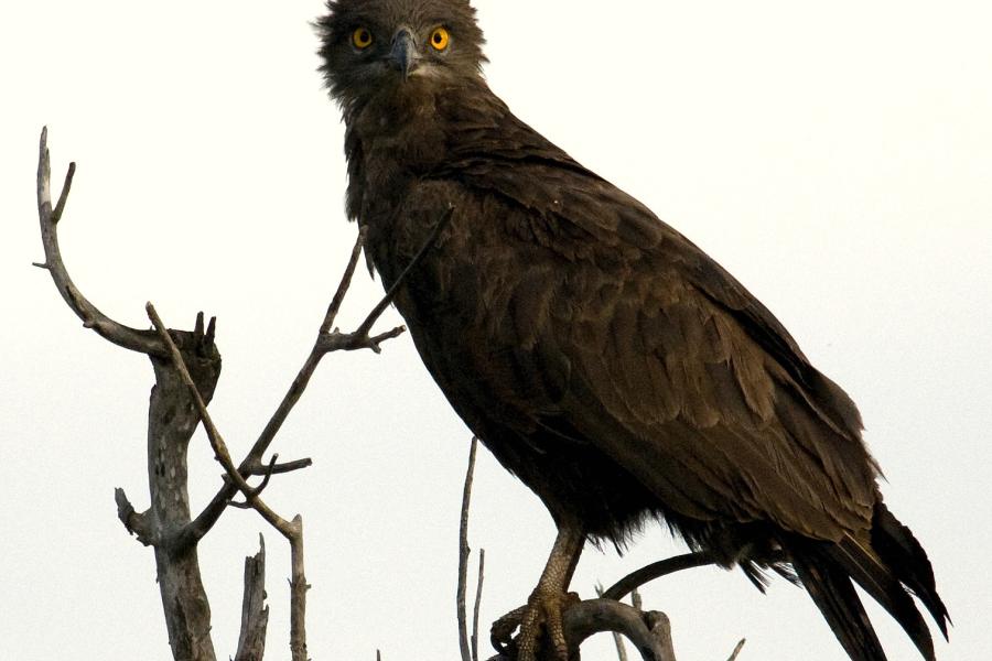 Brown Snake Eagle