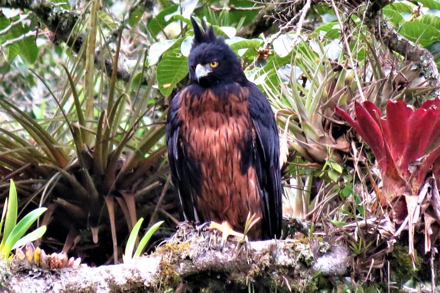 Black-and-Chestnut Eagle