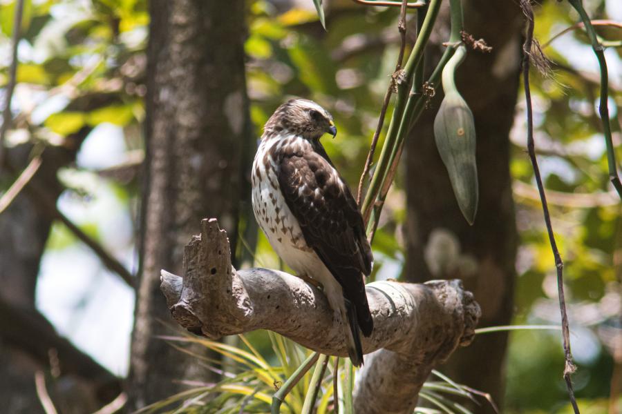 Broad-winged Hawk perched
