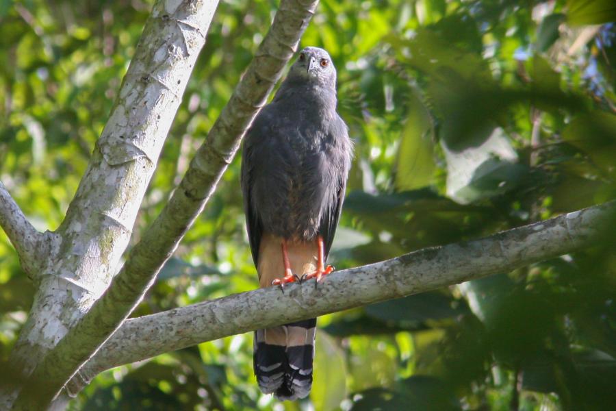 Perched Crane Hawk