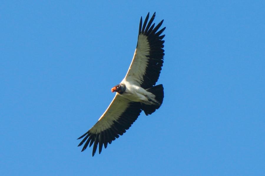 Soaring King Vulture