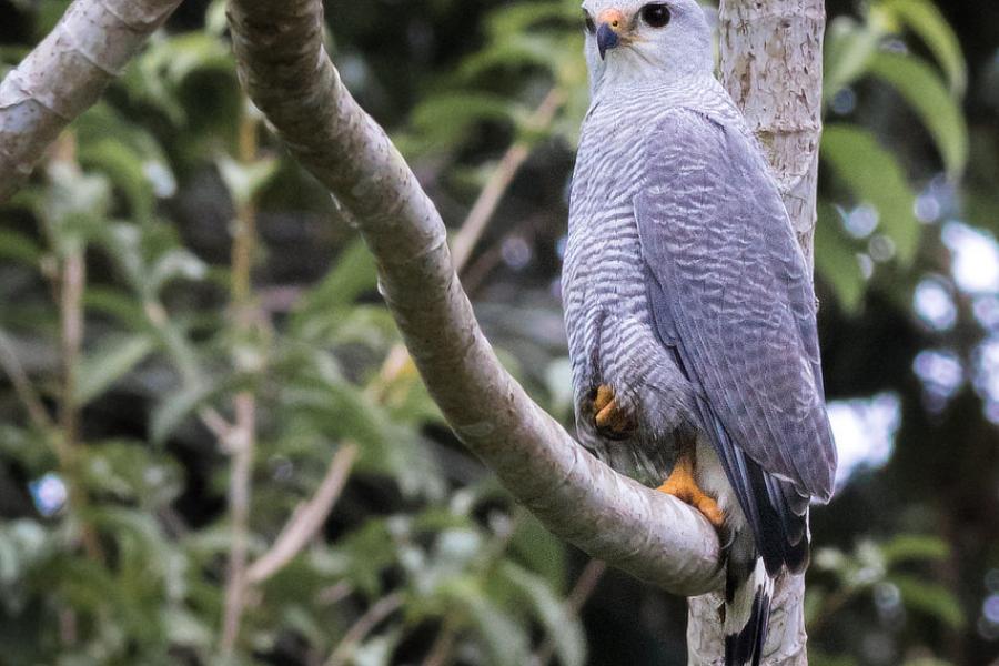 Gray-linked Hawk