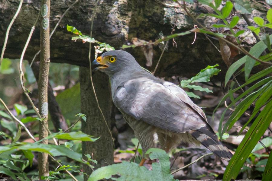 Roadside Hawk