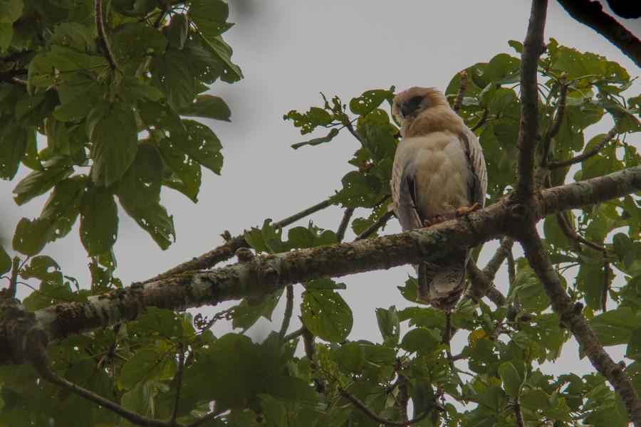Juvenile Crested Eagle