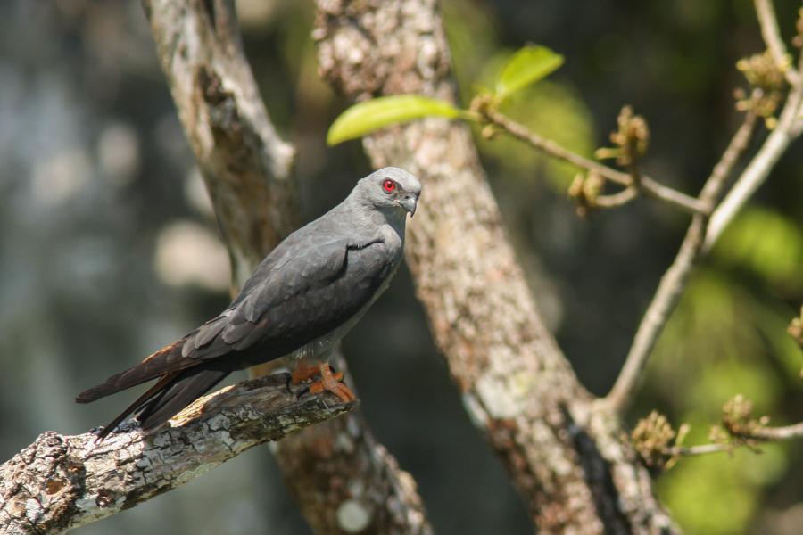 Plumbeous Kite