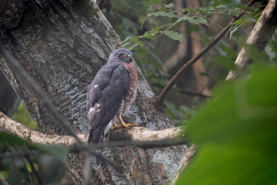 Perched Double-toothed Kite