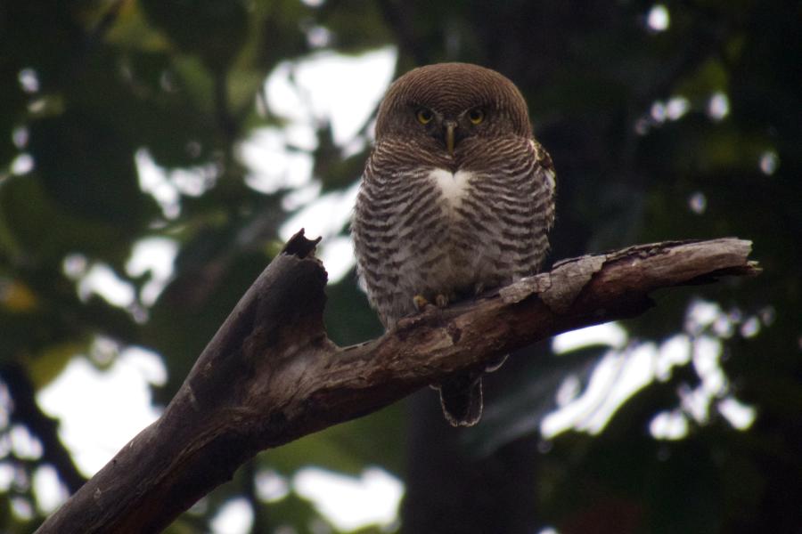 Perched Jungle Owlet India