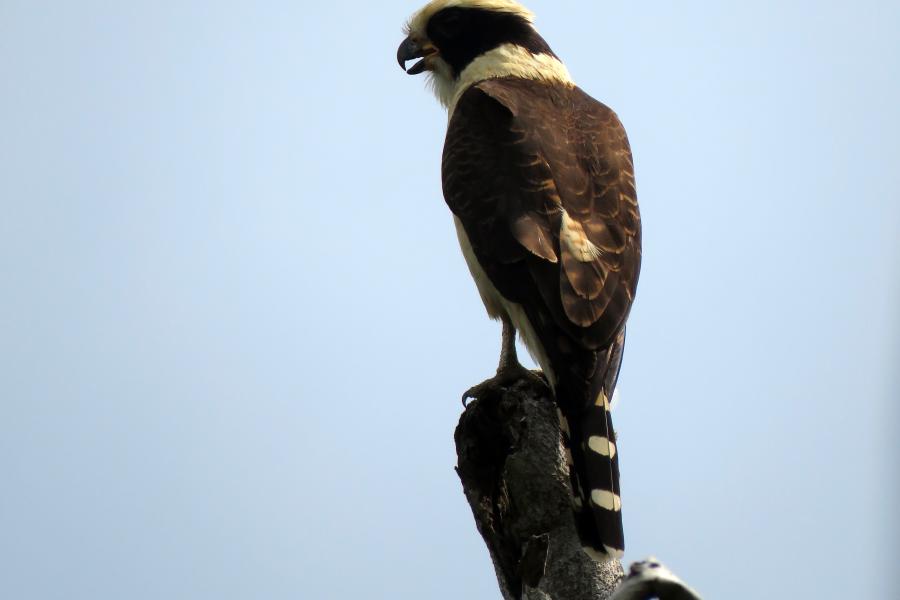 Laughing Falcon Perched