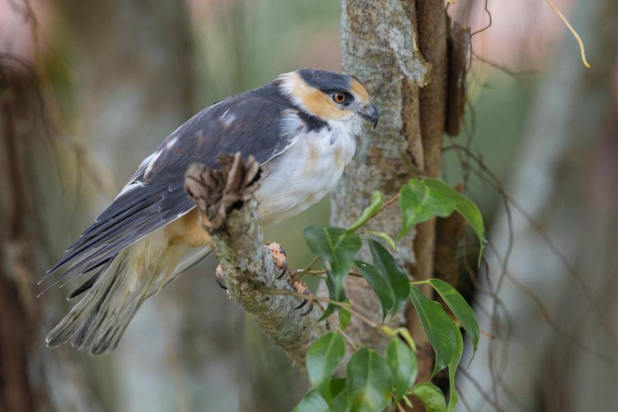 Pearl Kite