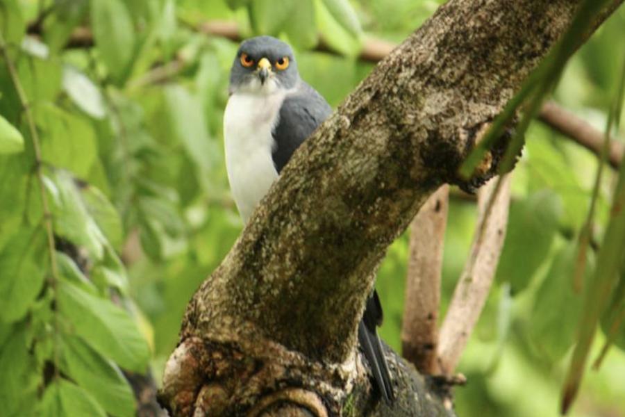 Pied Goshawk