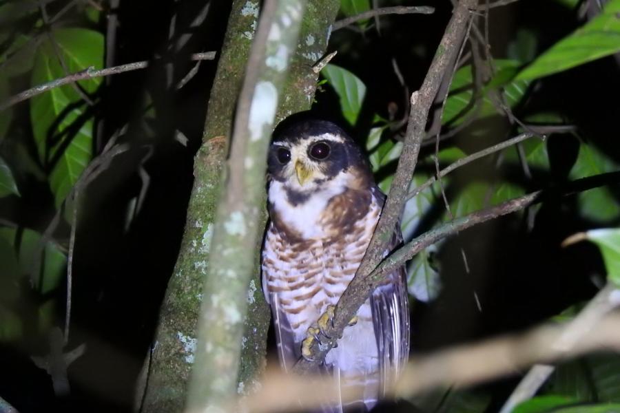 Band-bellied Owl