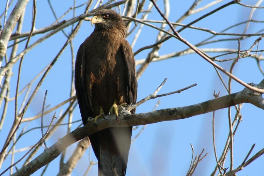 Yellow-billed Kite