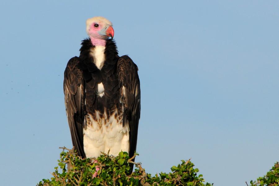 White-headed Vulture