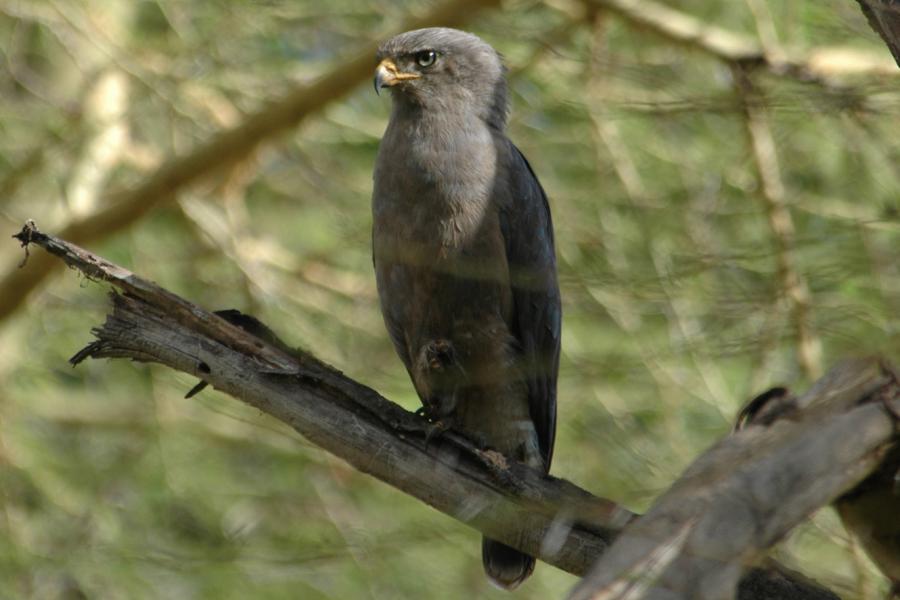 Western Banded Snake-eagle