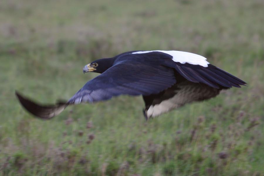 Verreaux's Eagle