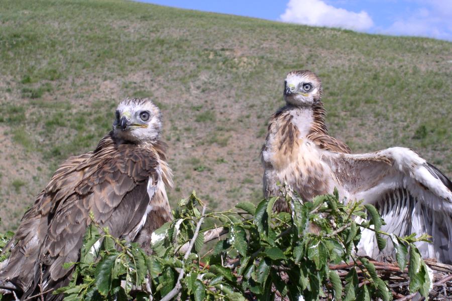 Upland Buzzard