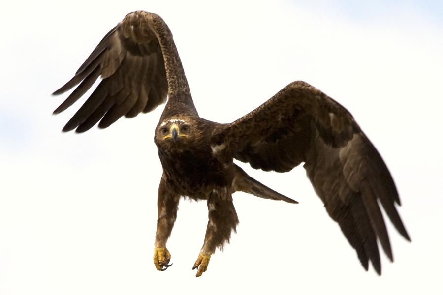 Tawny Eagle