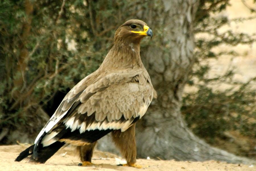 Steppe Eagle