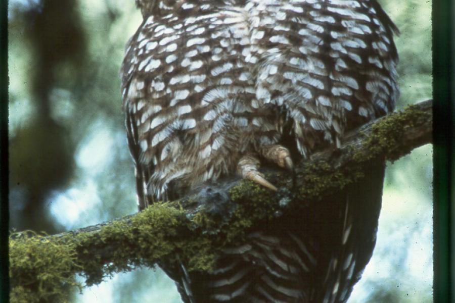 Spotted Owl