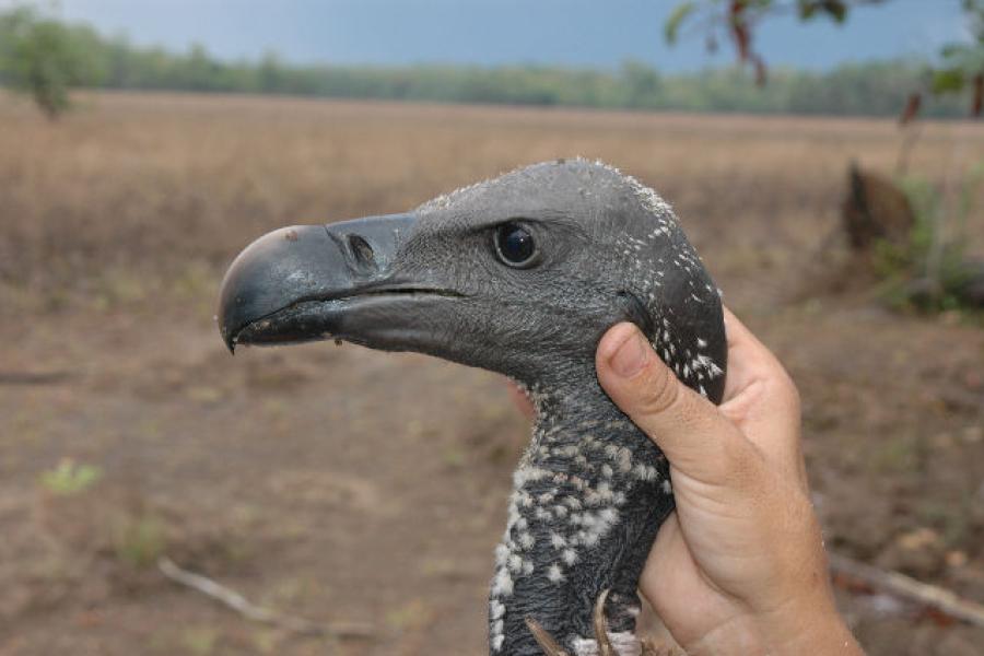 Slender-billed Vulture