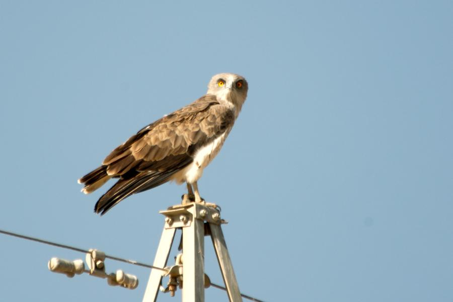 Short-toed Eagle