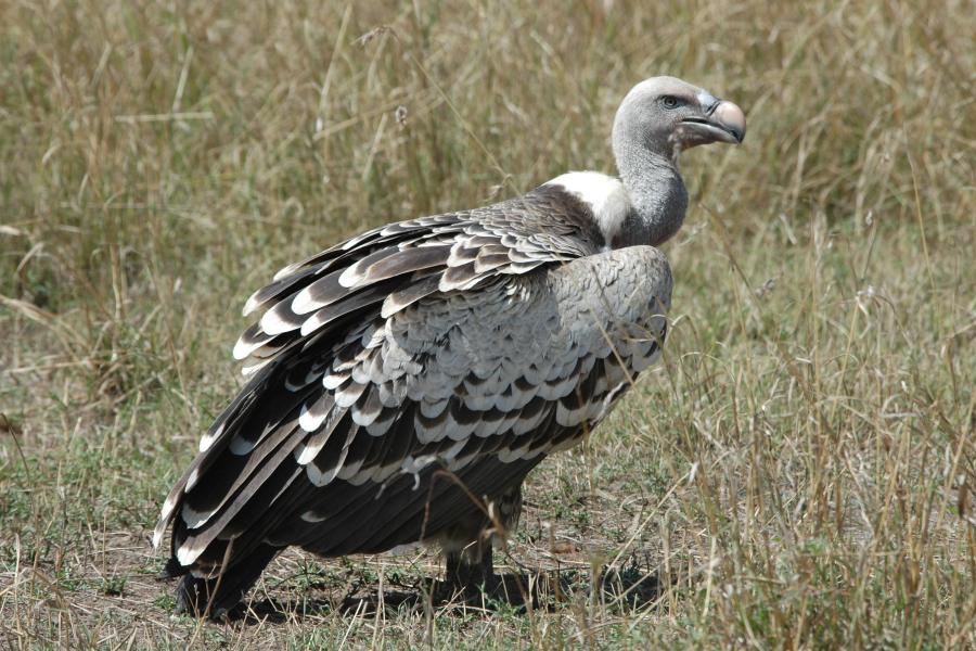 Ruppell's Vulture